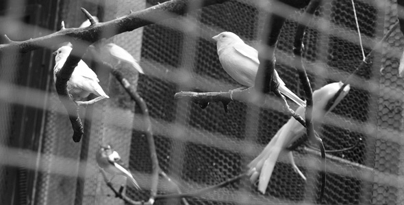 R&S Budds | Moulded Birdfeeders | Tubedrinkers | Hoppers | Bowls